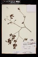 Psidium schenckianum image