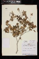 Psidium schenckianum image
