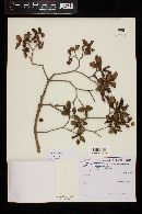 Psidium schenckianum image