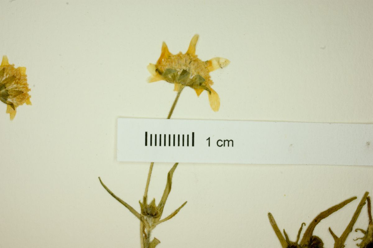 Lasthenia coronaria image