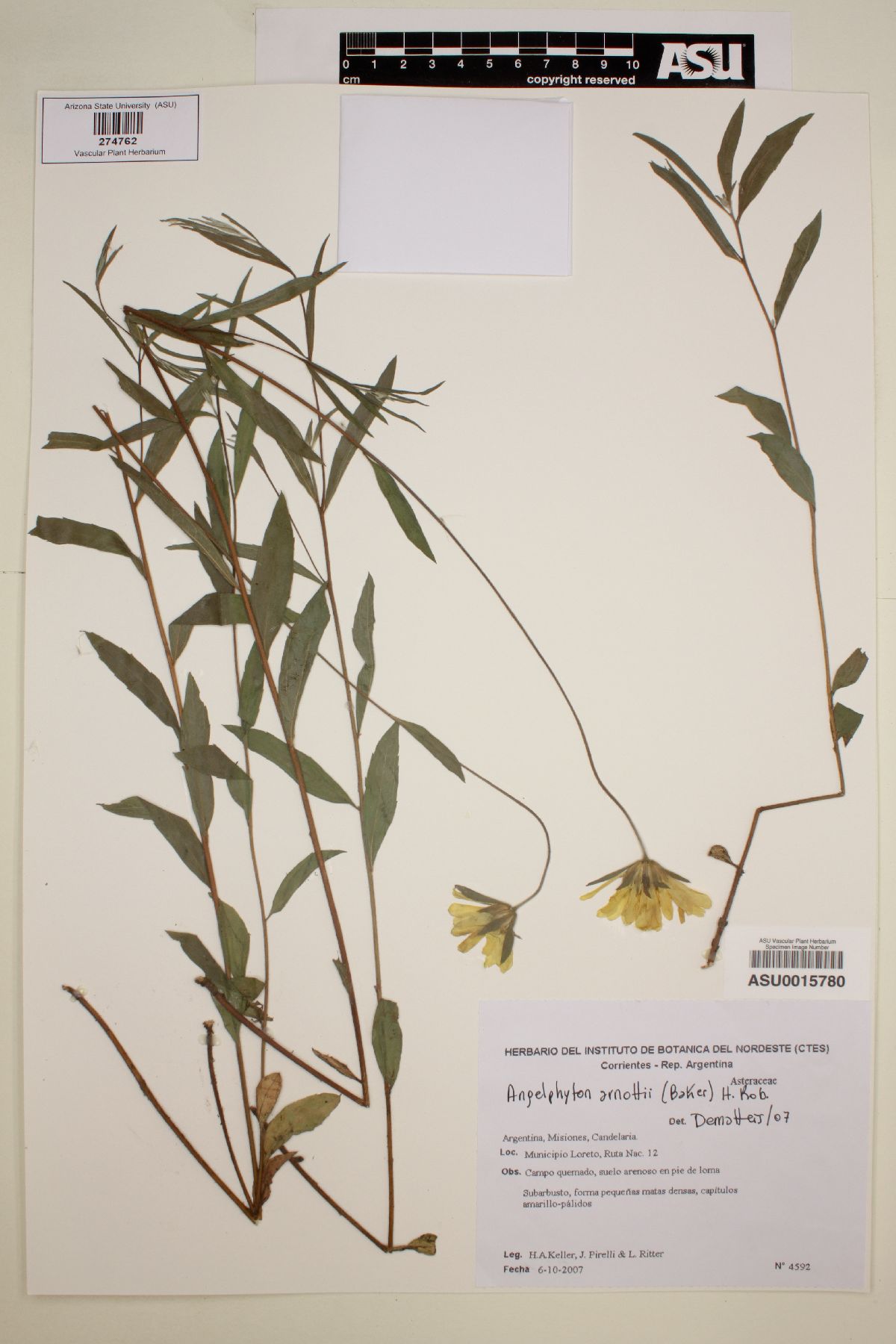 Angelphytum arnottii image
