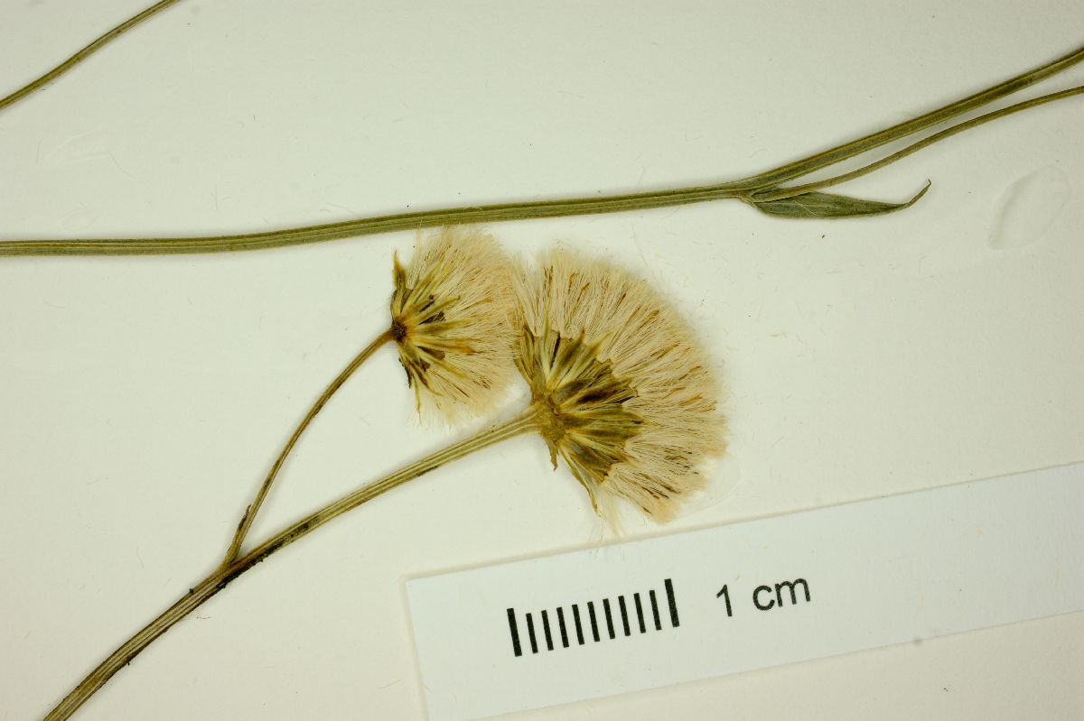 Baccharis aphylla image