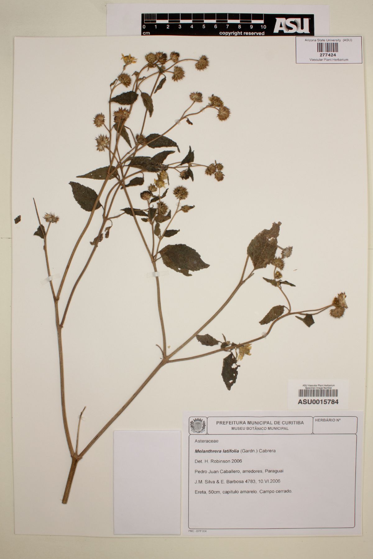 Melanthera latifolia image