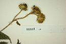 Melanthera latifolia image