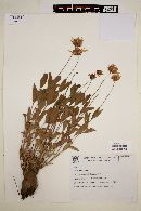 Calea cuneifolia image