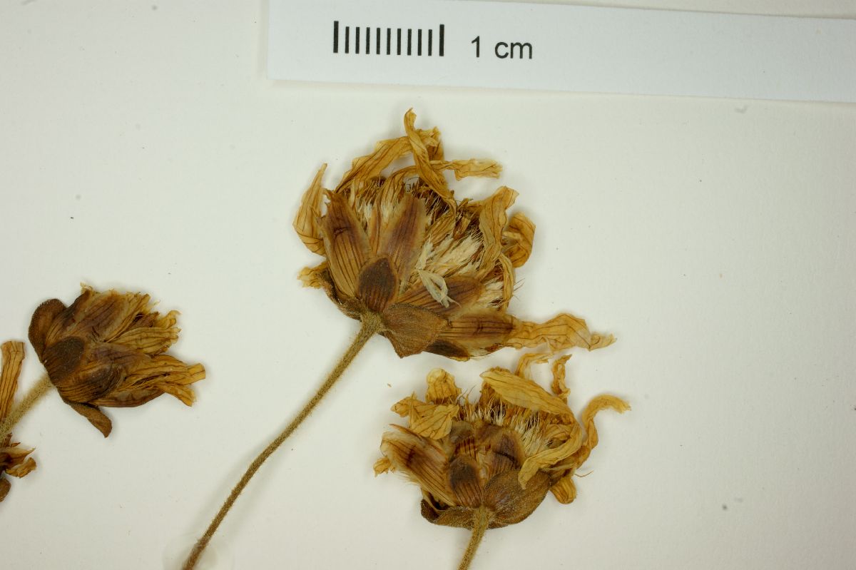 Calea cuneifolia image