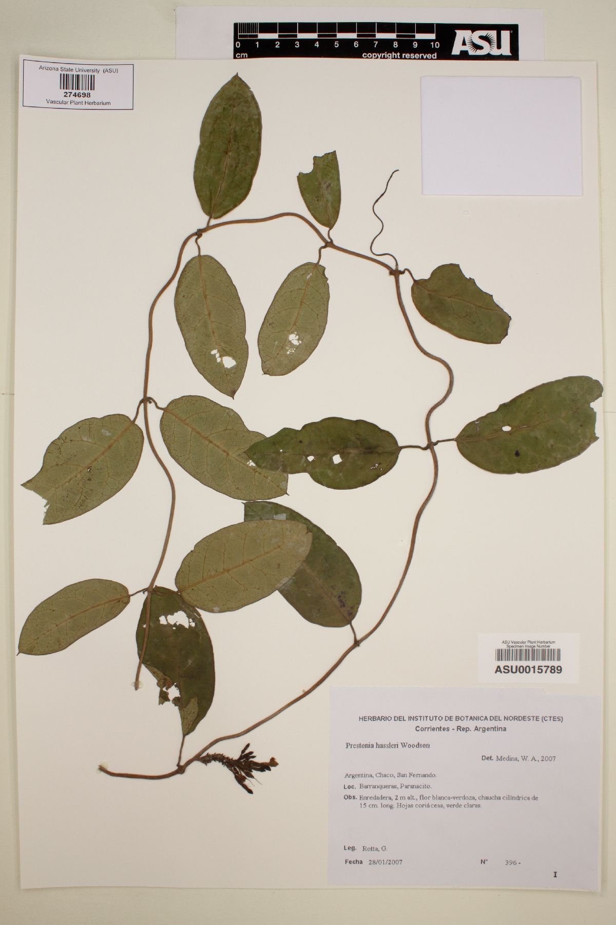 Prestonia hassleri image