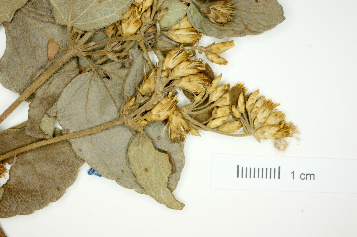 Calea lantanoides image