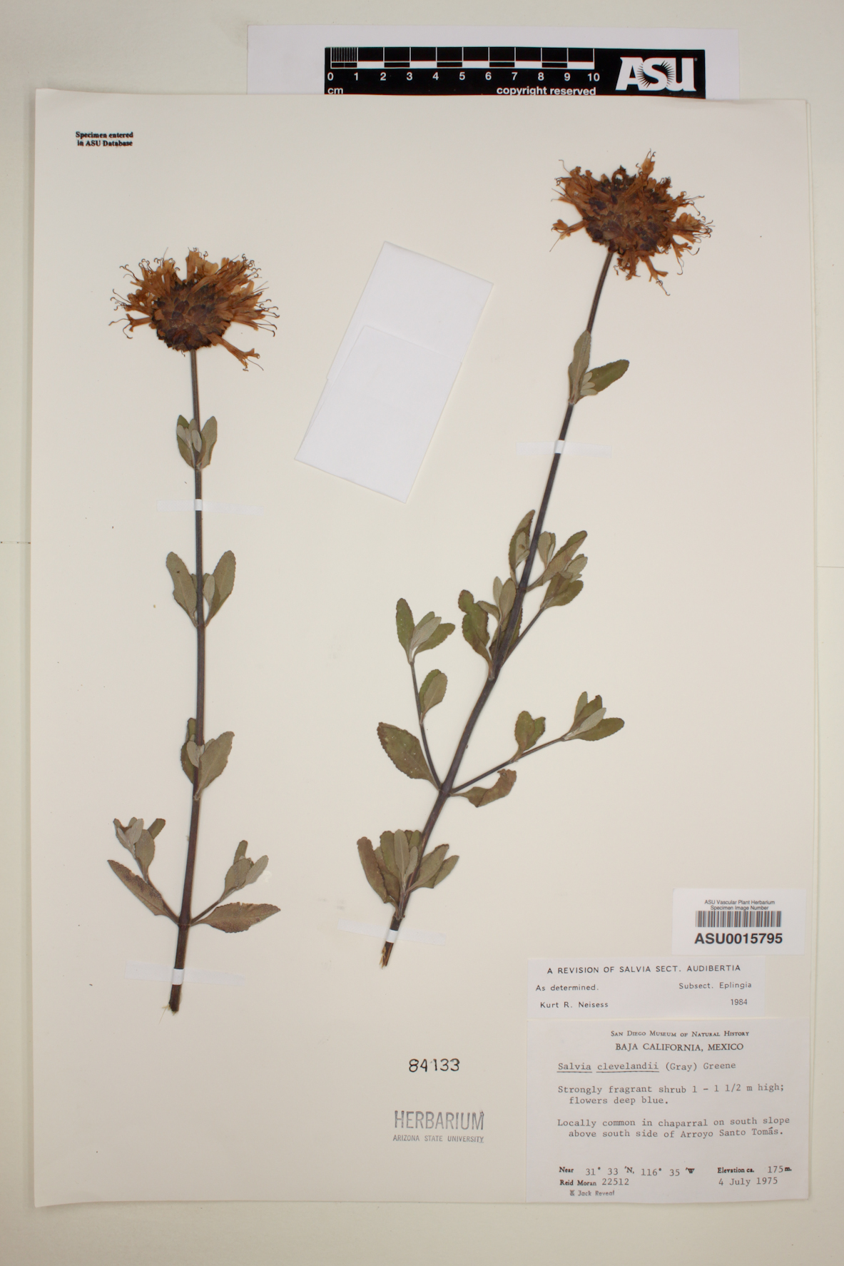 Salvia clevelandi image