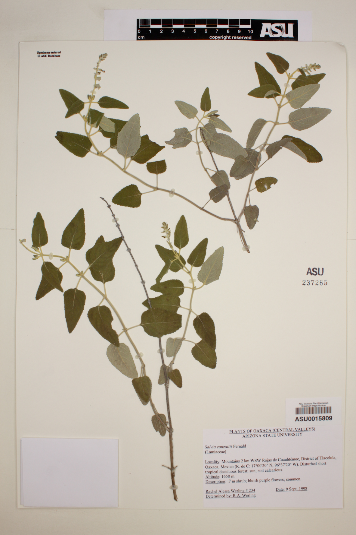 Salvia conzattii image