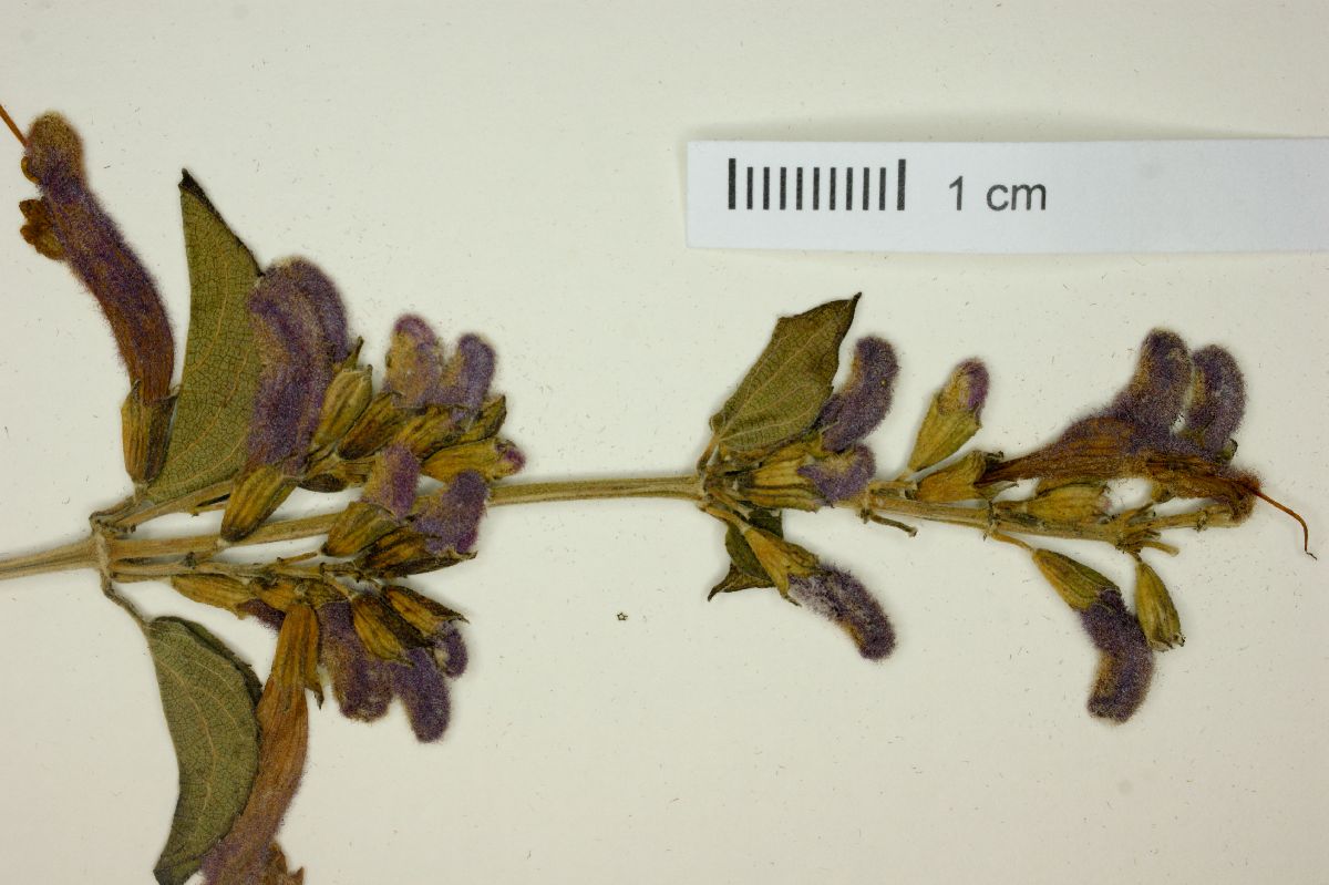 Salvia curviflora image