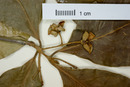 Eugenia salamensis image