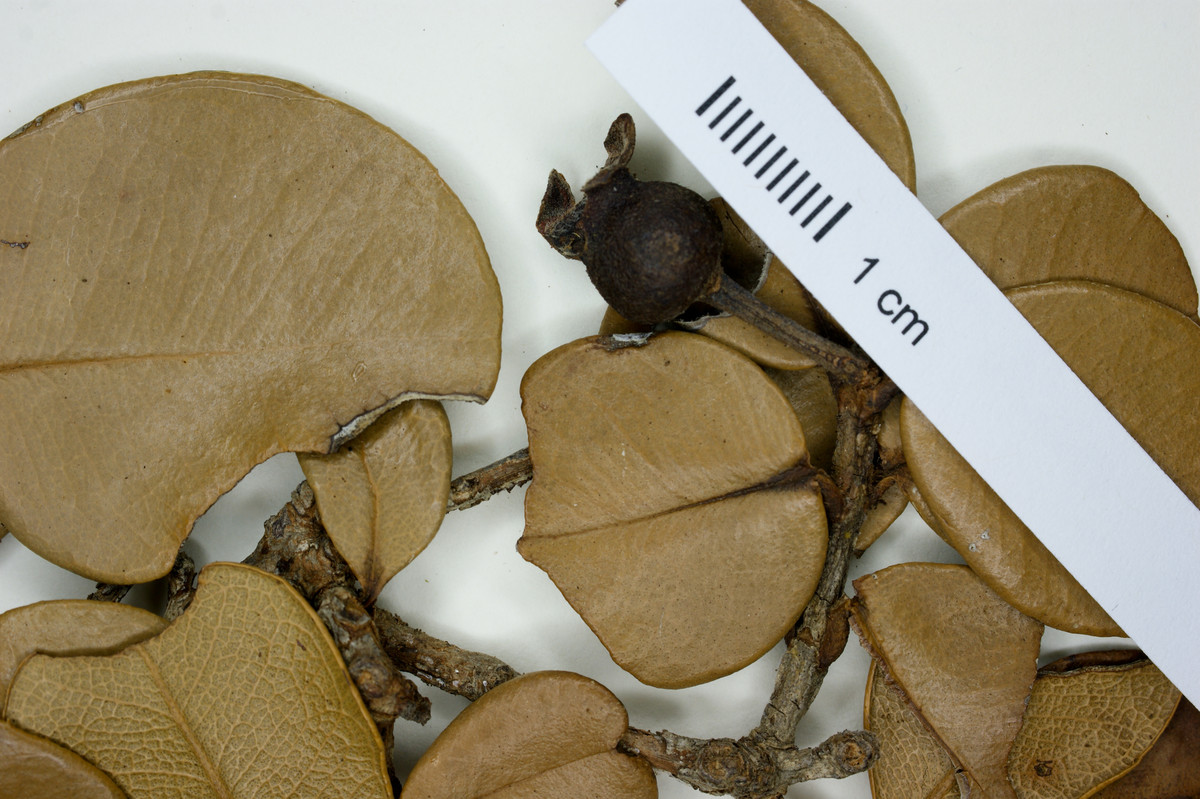 Pimenta samanensis image