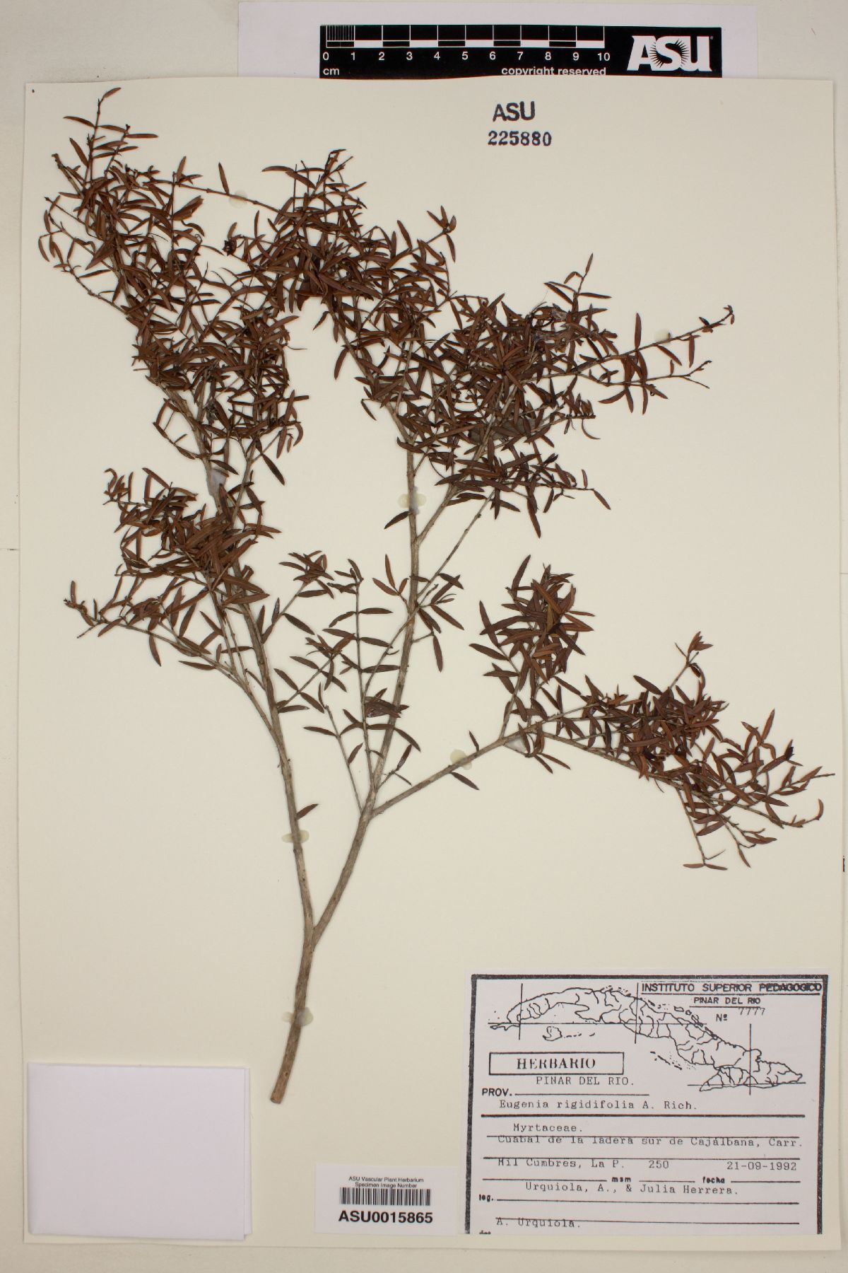 Eugenia rigidifolia image