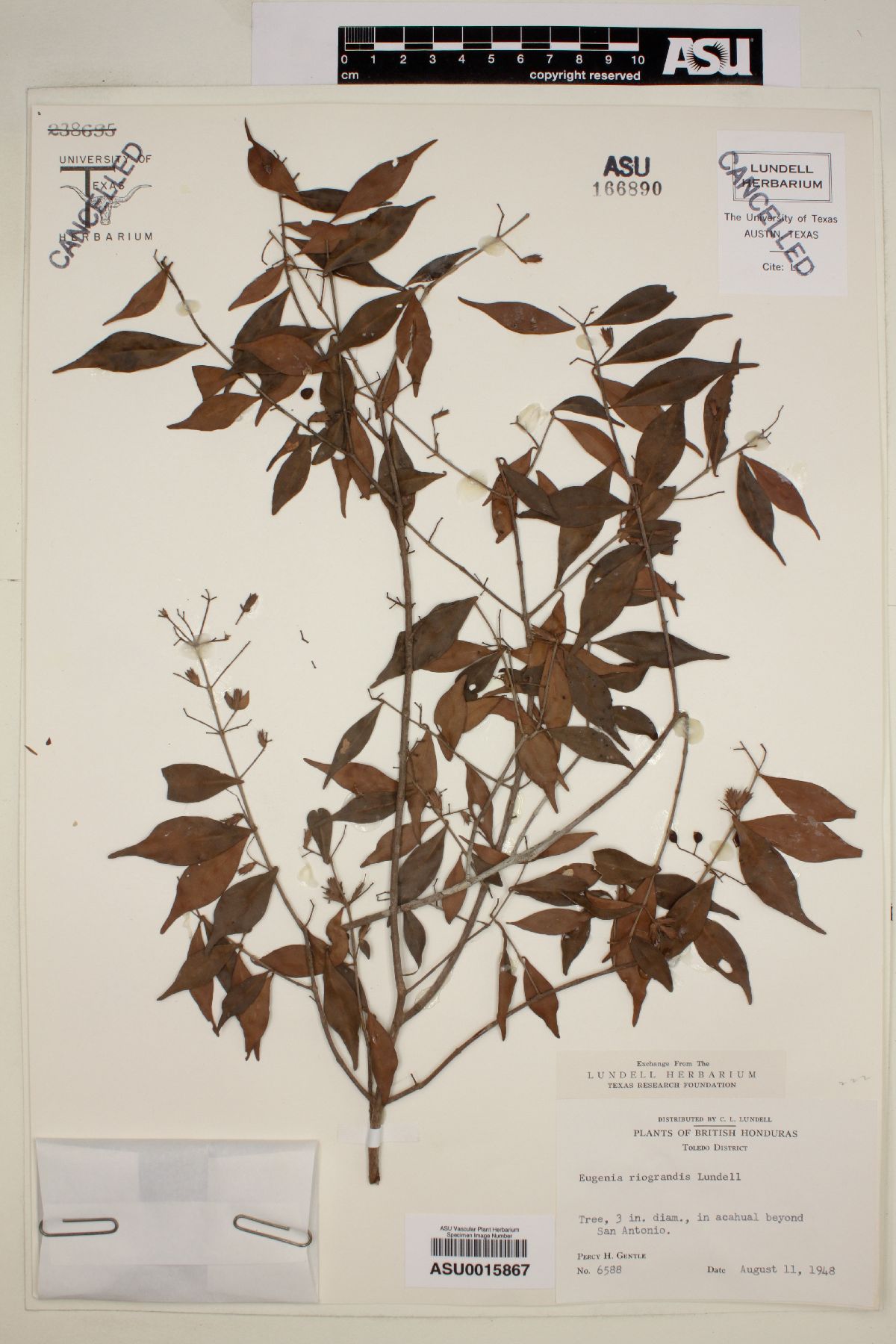 Eugenia riograndis image