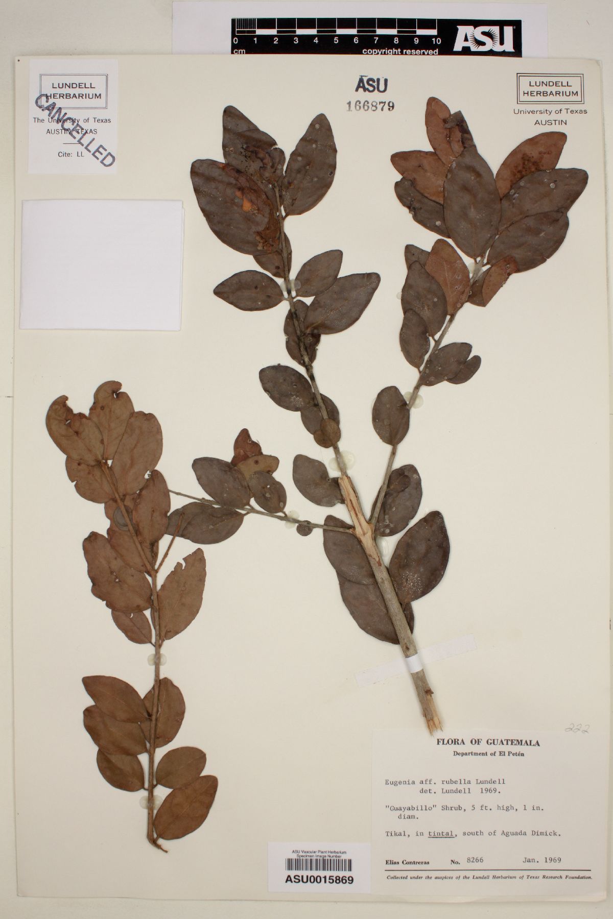 Eugenia rubella image