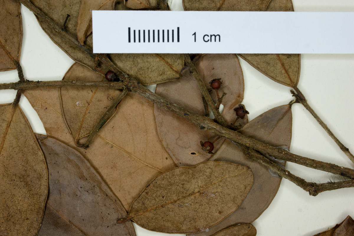 Eugenia rubella image