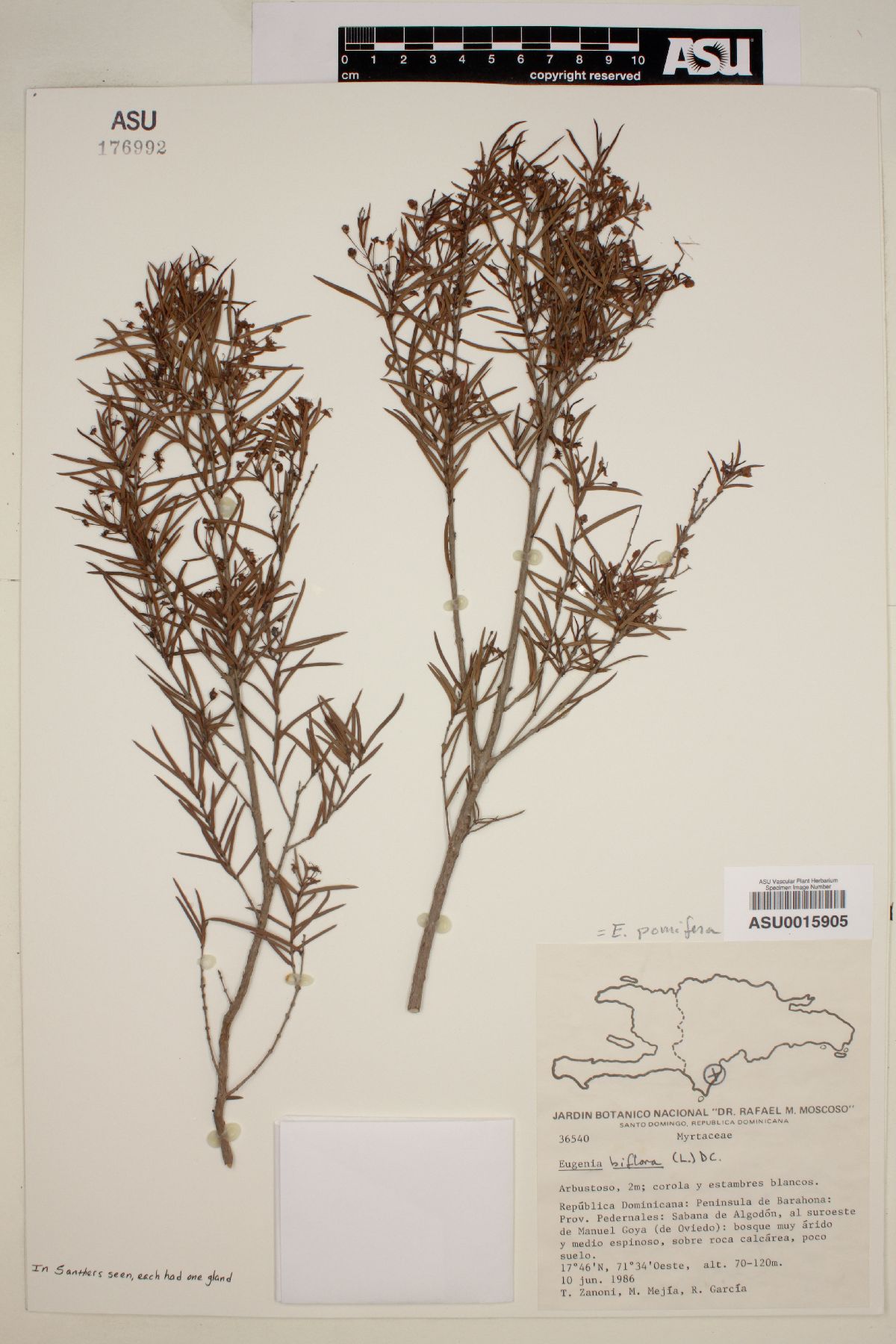 Eugenia pomifera image