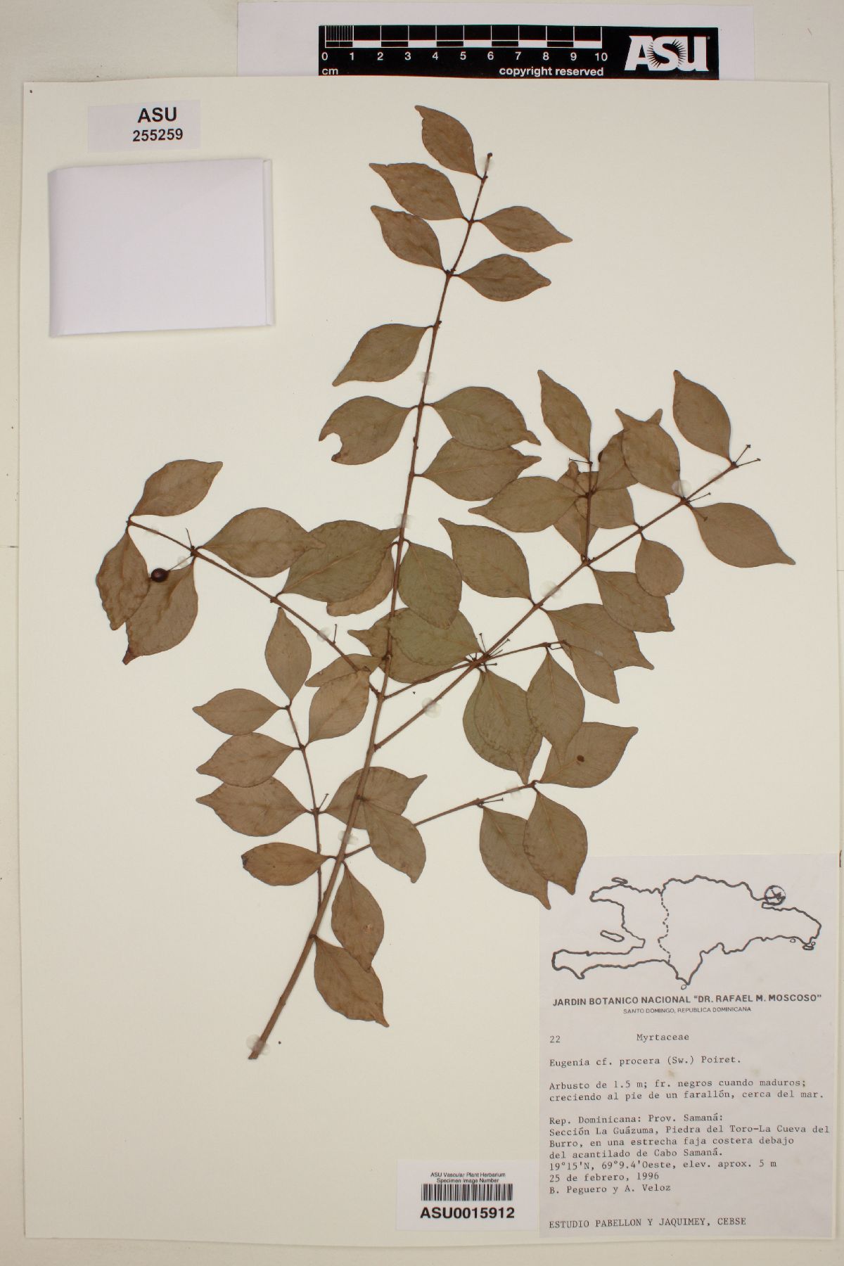 Eugenia procera image