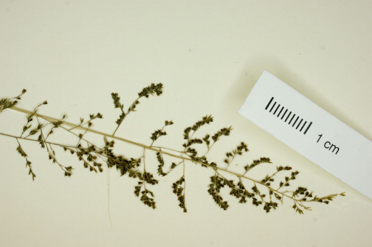 Sporobolus minutiflorus image
