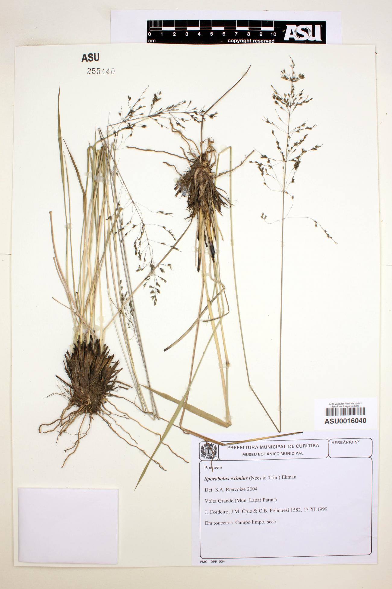 Sporobolus eximius image