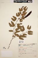 Bauhinia forficata image