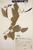 Bauhinia forficata image