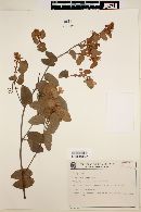 Bauhinia glabra image