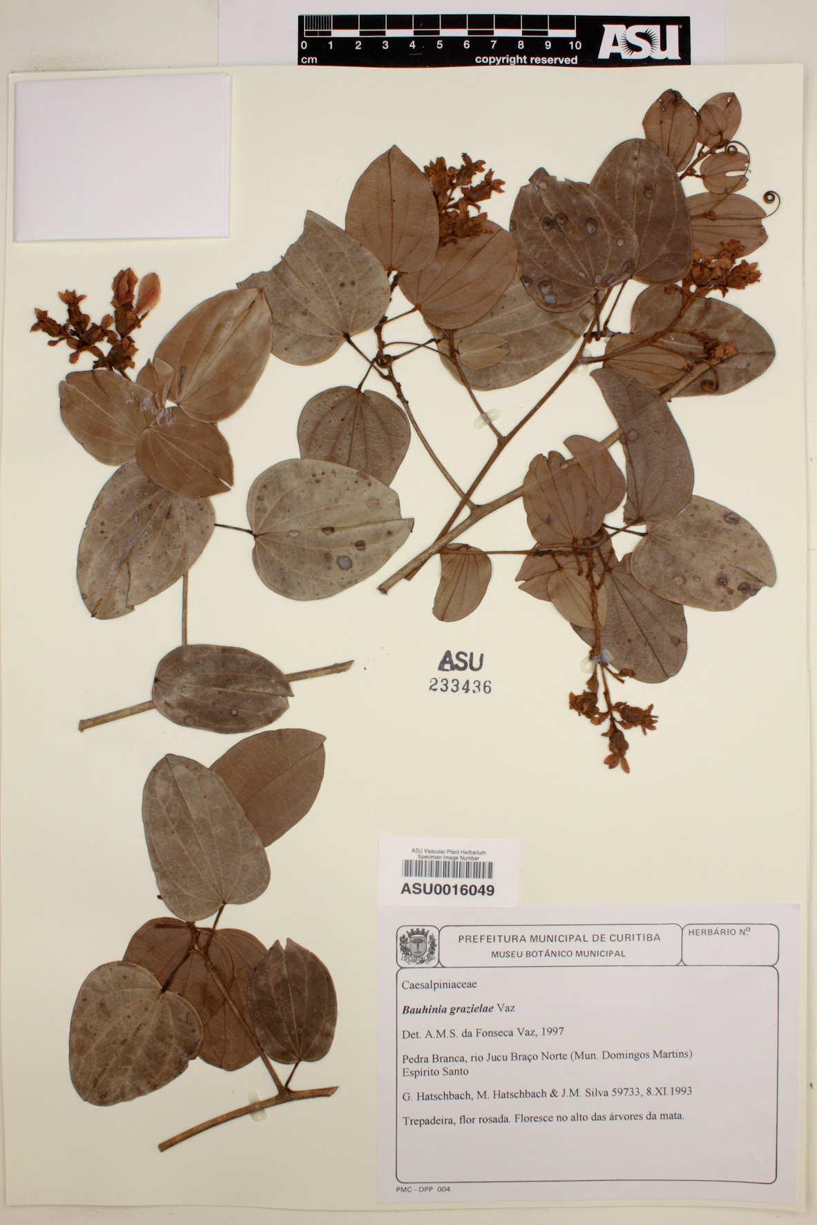 Bauhinia grazielae image