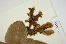 Bauhinia grazielae image