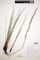 Stipa alta image