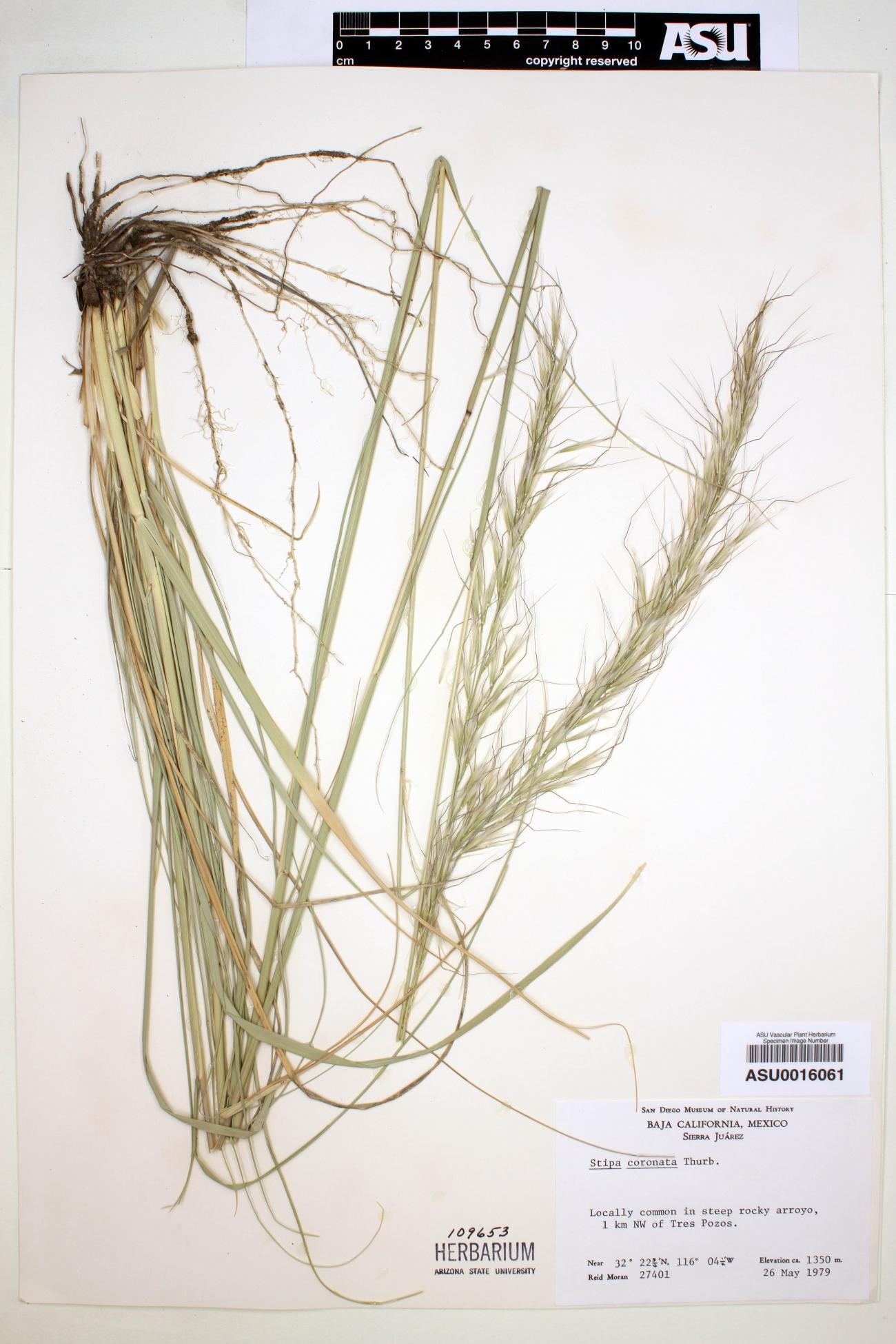 Achnatherum coronatum image