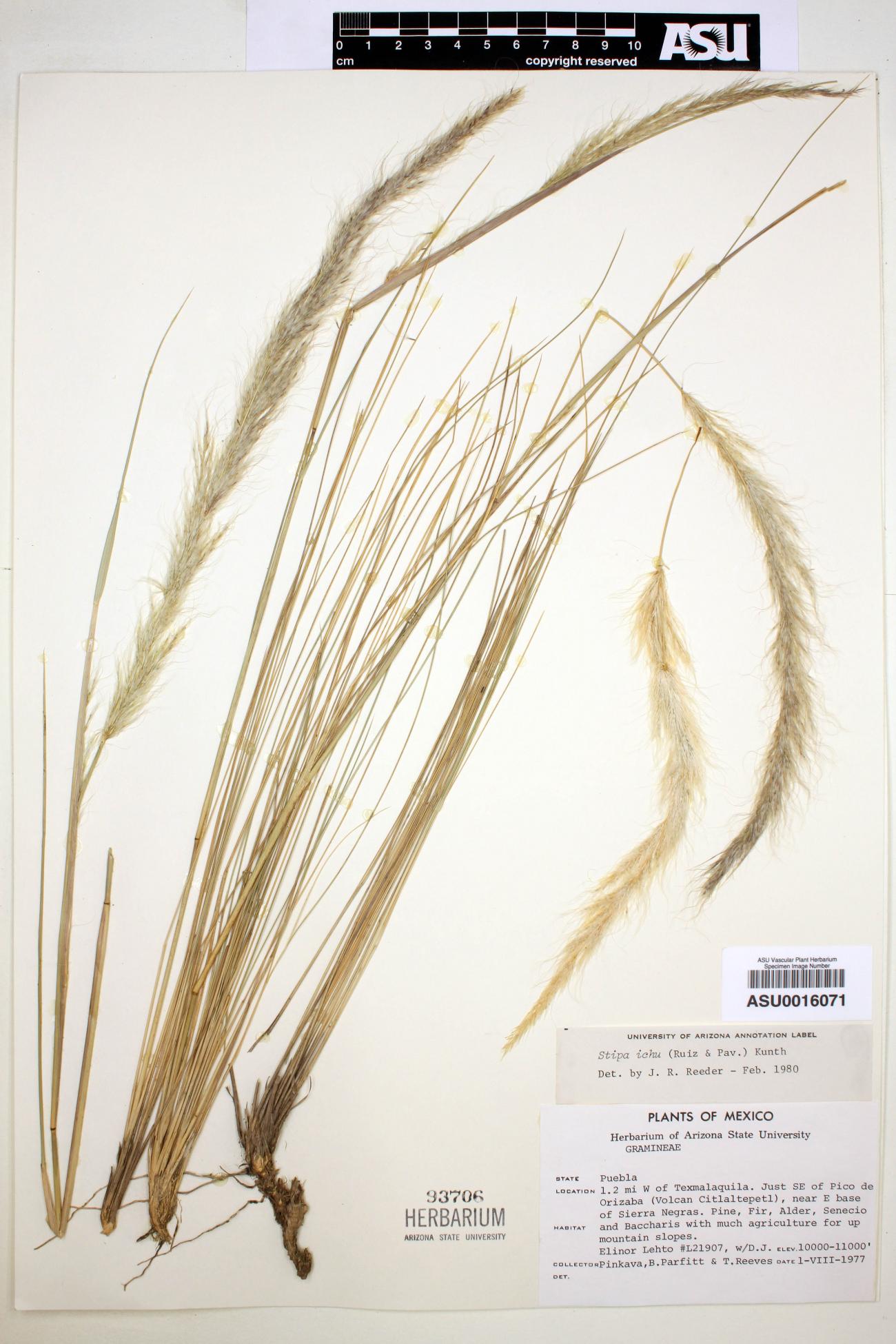 Stipa ichu image