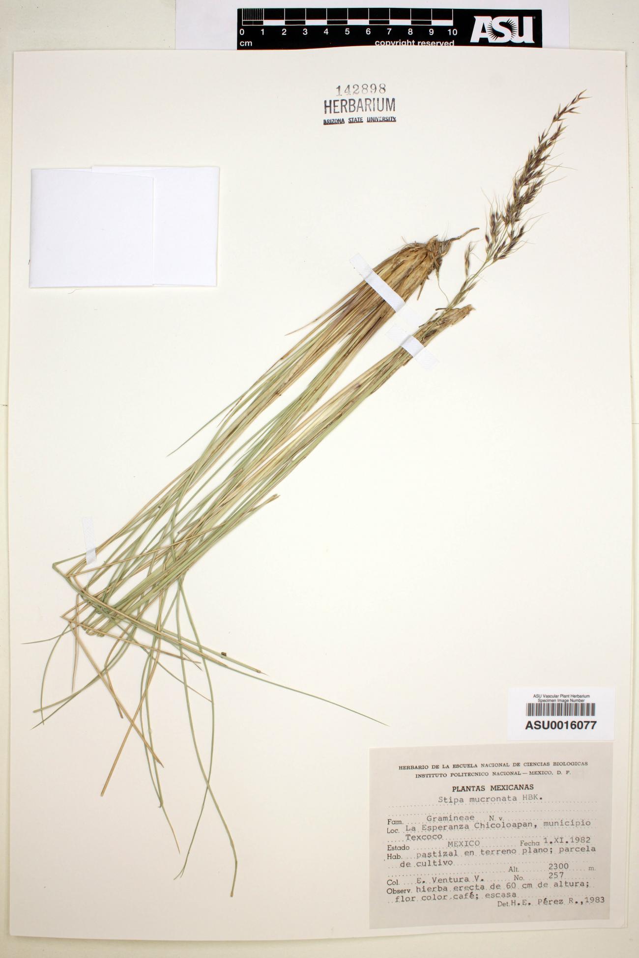 Stipa mucronata image