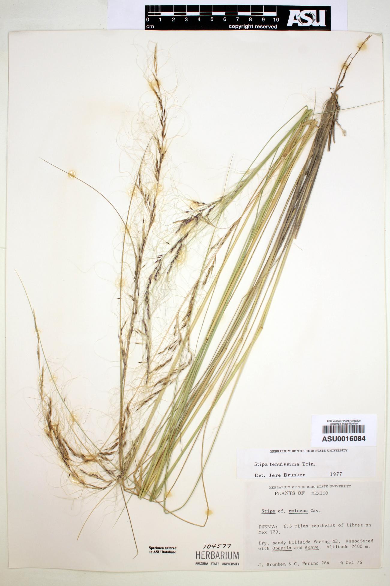 Stipa tenuis image