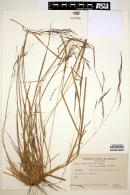 Stipa neesiana image