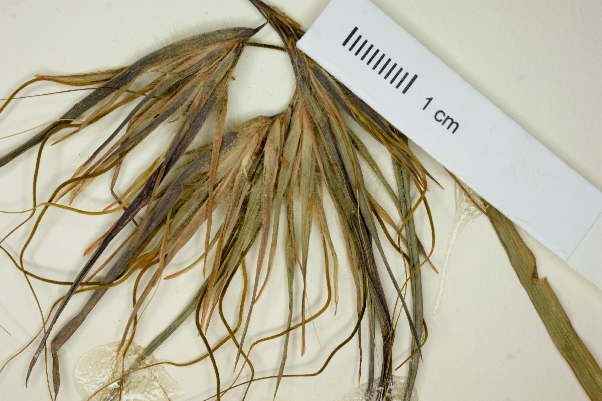 Themeda arguens image