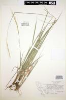 Trachypogon spicatus image