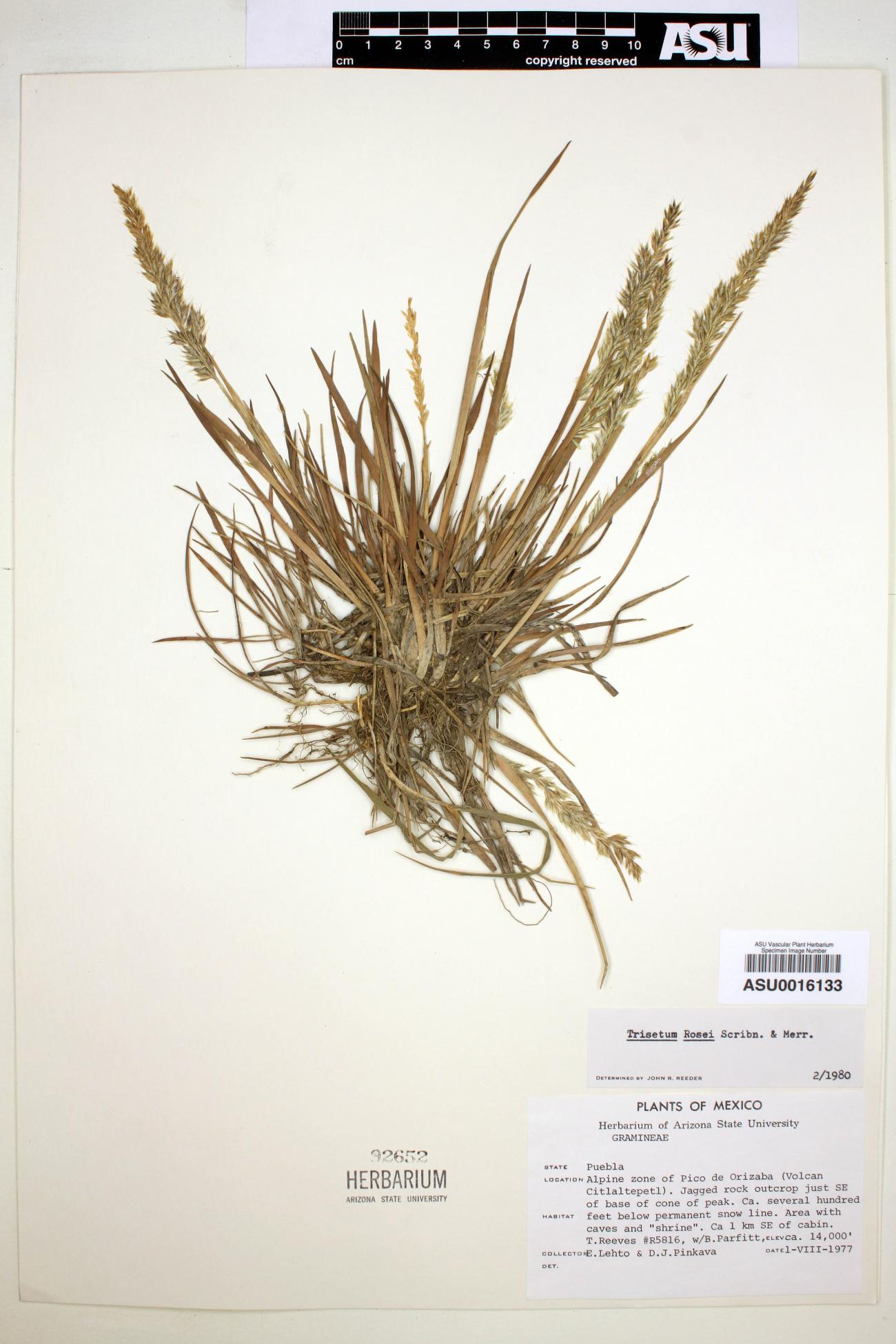 Trisetum rosei image