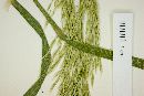 Trisetum virletii image