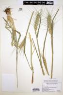 Triticum aestivum image