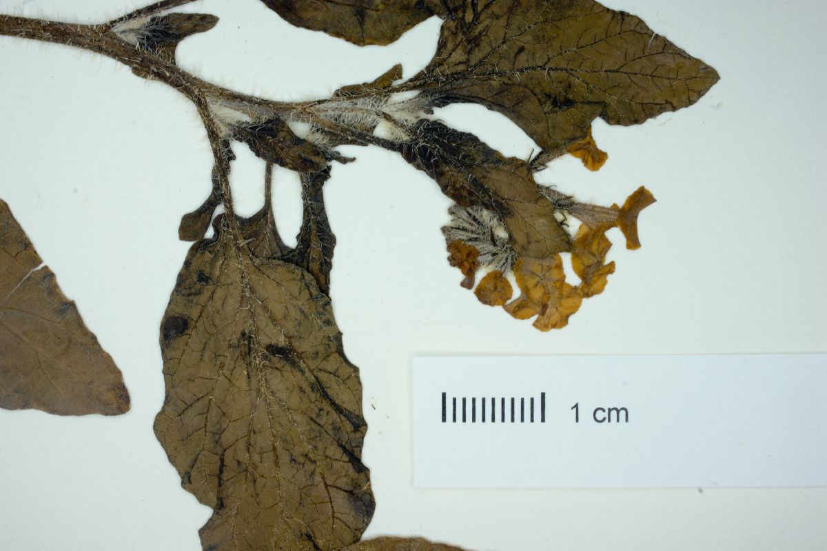 Heliotropium elongatum image
