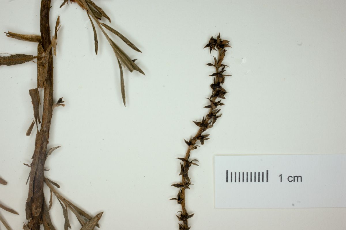 Heliotropium fumana image