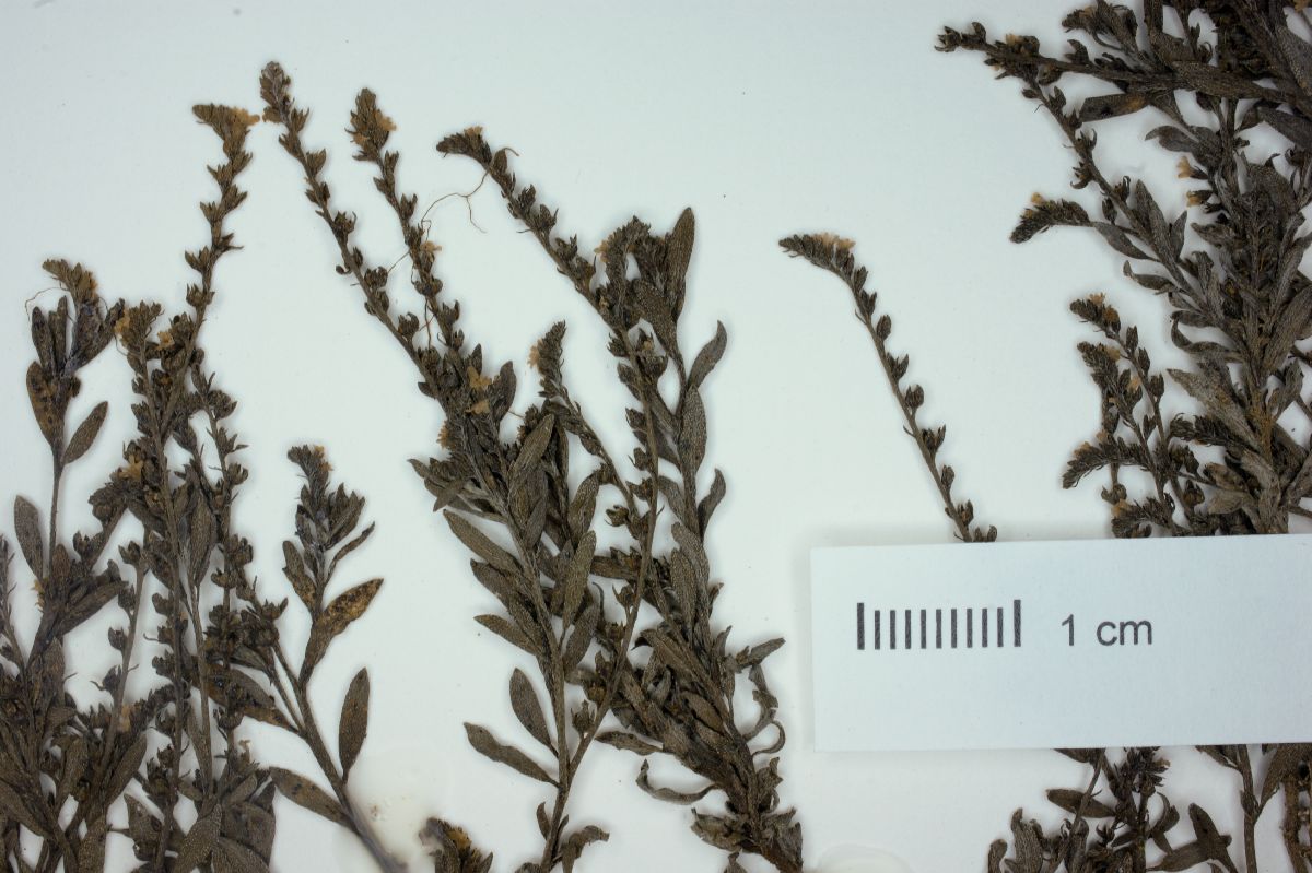 Heliotropium filiforme image