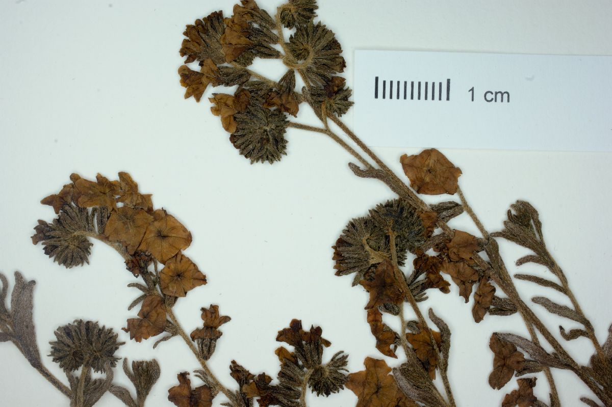 Heliotropium linariifolium image