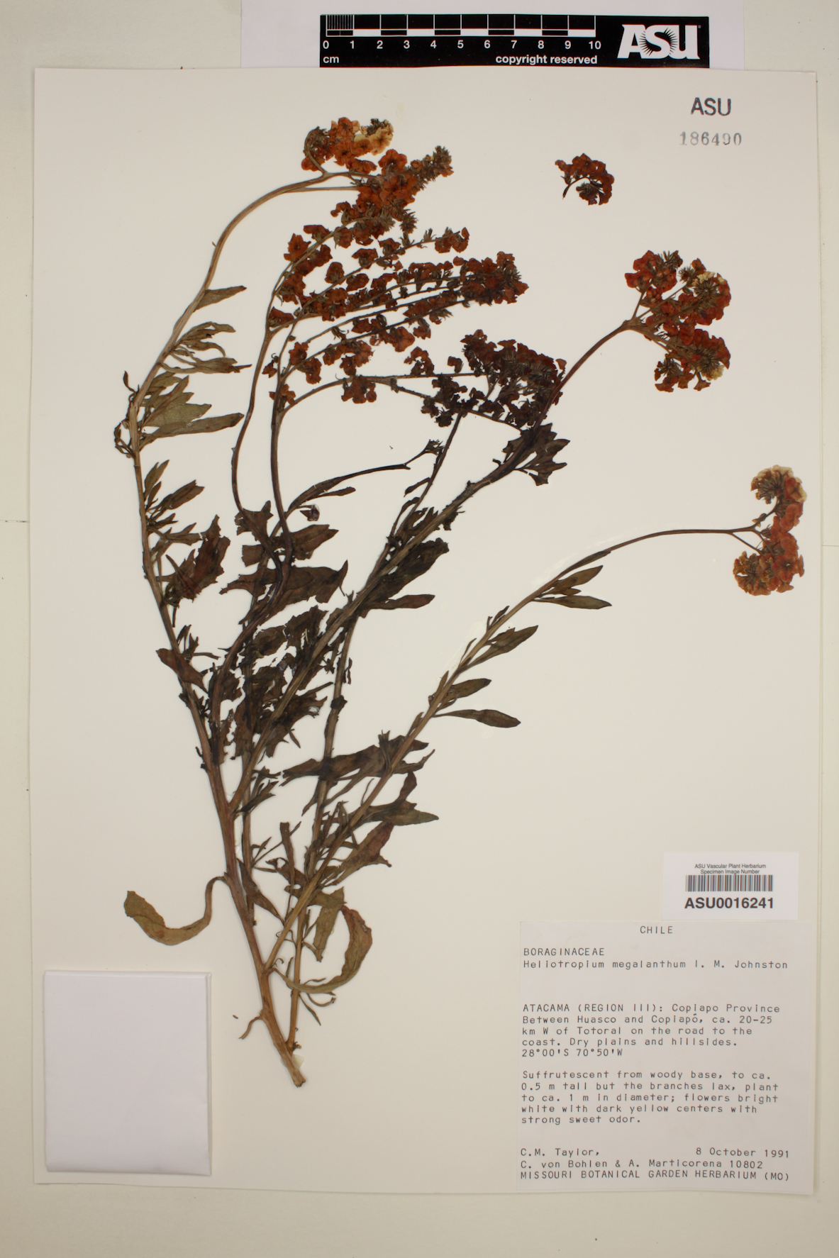 Heliotropium megalanthum image