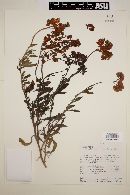 Heliotropium megalanthum image
