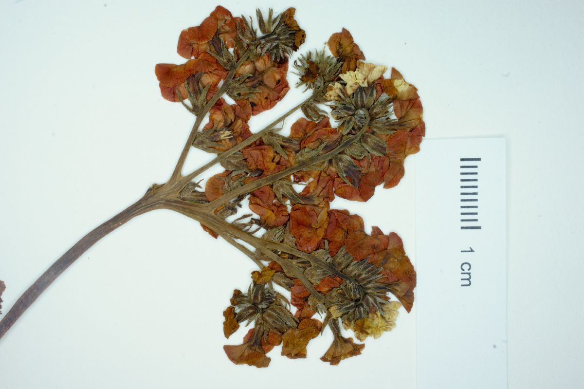 Heliotropium megalanthum image