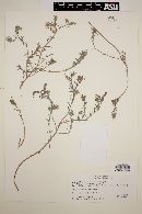 Heliotropium mendocinum image
