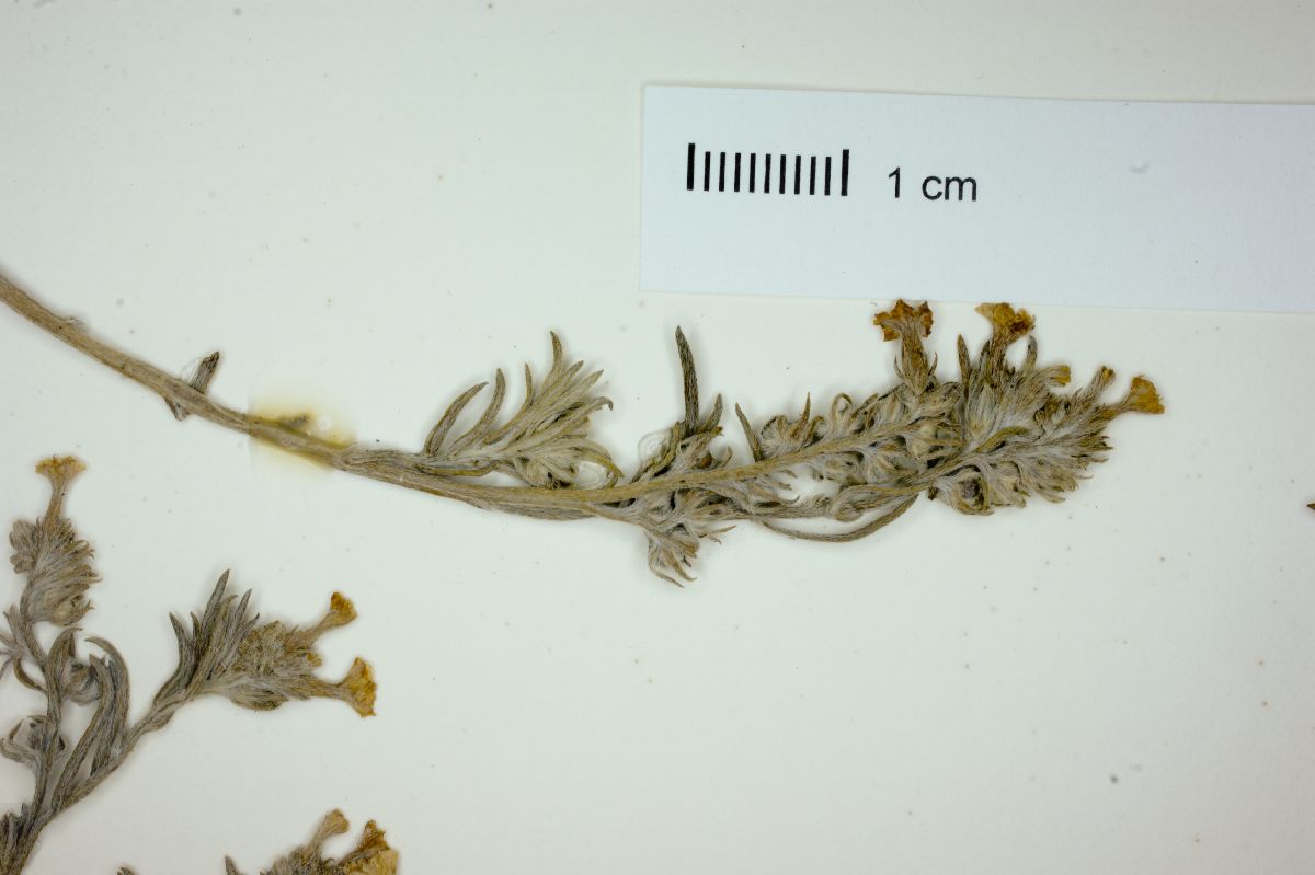 Heliotropium mendocinum image